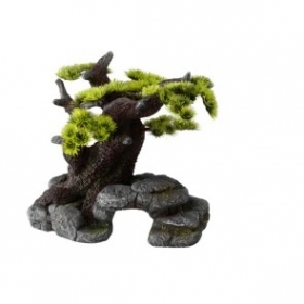 BONSAI EN ROCA GRANDE
