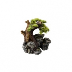 BONSAI EN ROCA 